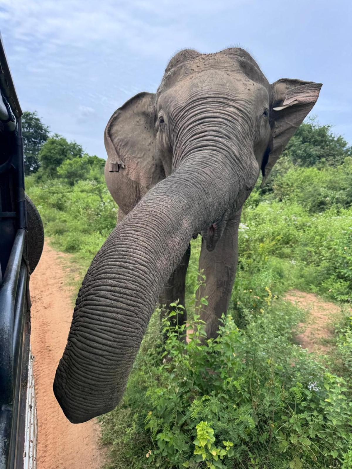 Chill House Safari Resort ウダワラウェ エクステリア 写真