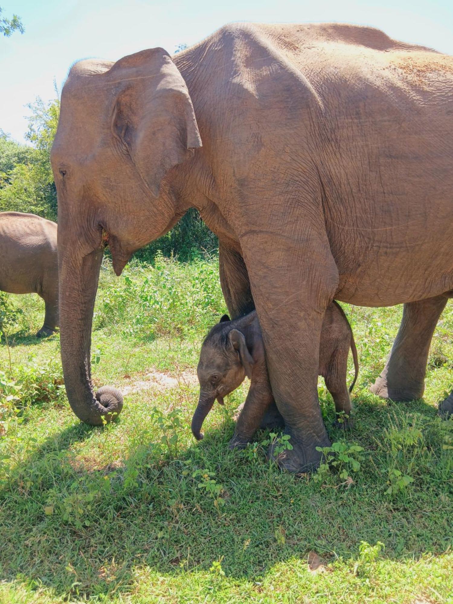 Chill House Safari Resort ウダワラウェ エクステリア 写真