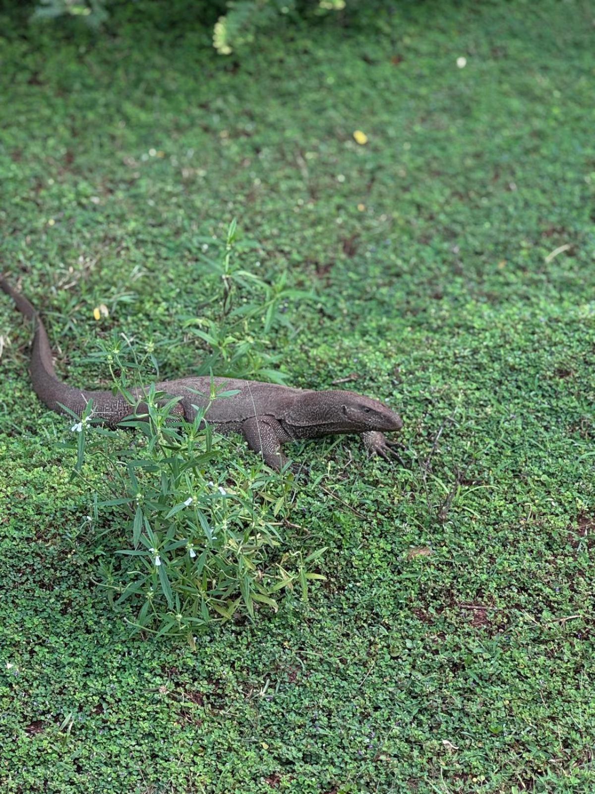 Chill House Safari Resort ウダワラウェ エクステリア 写真