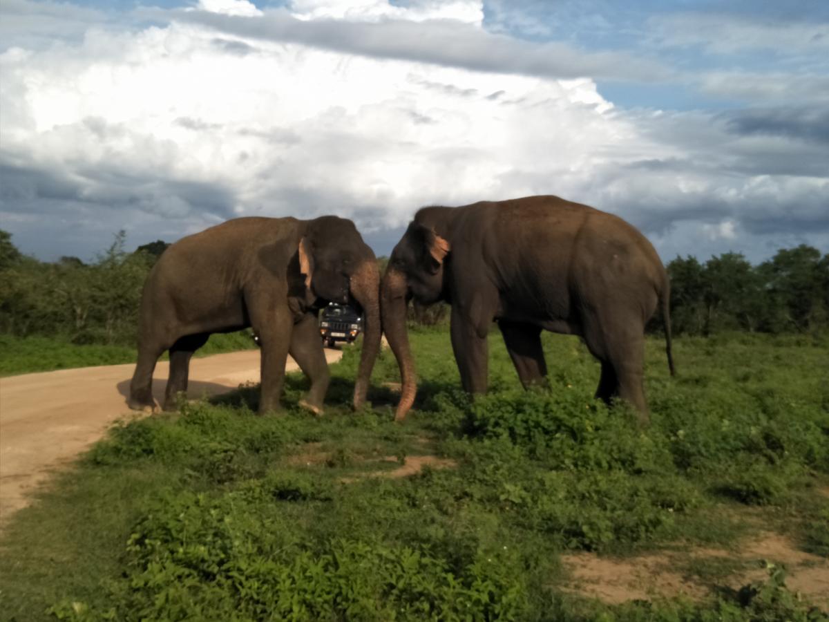 Chill House Safari Resort ウダワラウェ エクステリア 写真